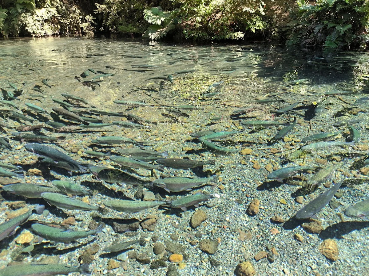 Mirador de Peces